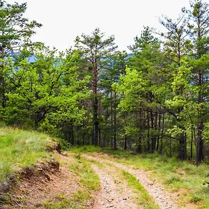 Des Pins Beynes (Alpes-de-Haute-Provence)